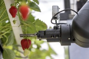 A robotic solution for automatic fruit picking – Lincoln Centre for ...